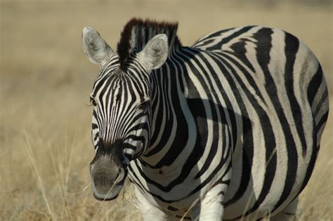 The uniqueness of zebra stripes