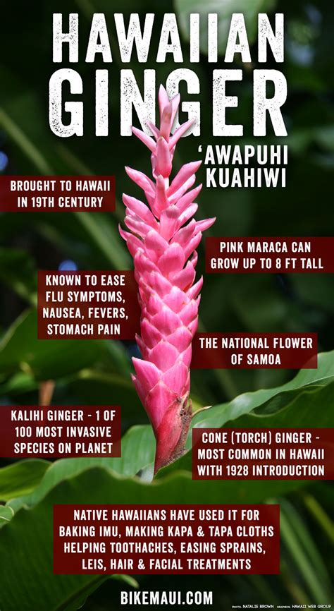 Hawaii Ginger - Maui Plant of the Month - ‘awapuhi kuahiwi