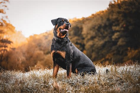 Rottweiler Angry Wallpaper