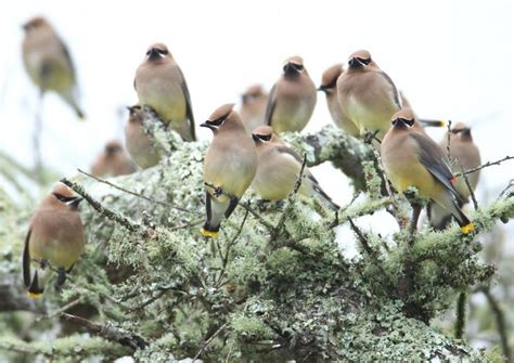 Cedar Waxwing, flock | Cedar waxwing, Close up art, Bohemian waxwing