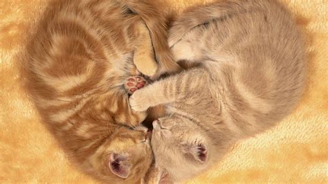 Cute Sleeping Kittens HD Kitten Wallpapers | HD Wallpapers | ID #58019