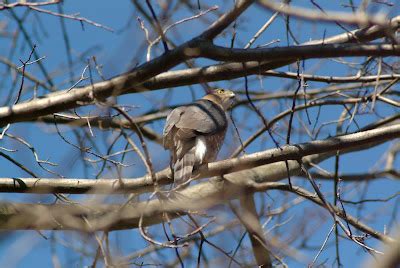 Colvin Run Habitat: Male Cooper's Hawk Visits