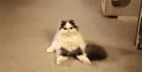 Funny Cat Gifs 2024: Best, Cool, Funny