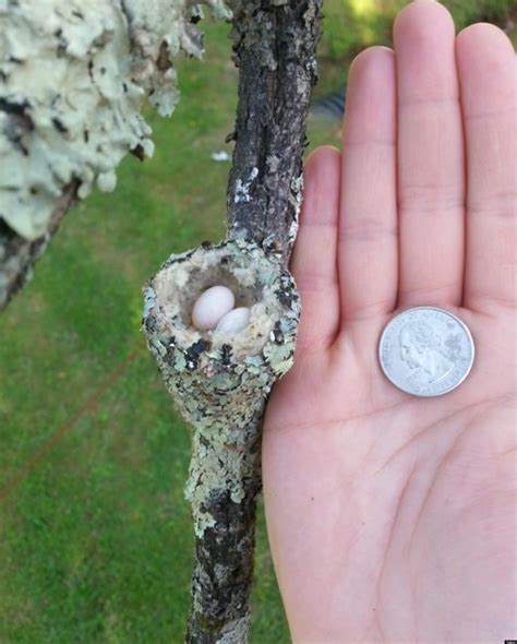 Tiny Hummingbird Nest Causes A Stir On Reddit (PHOTO) | HuffPost