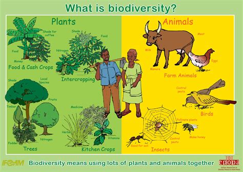 What is biodiversity | SIMCenter