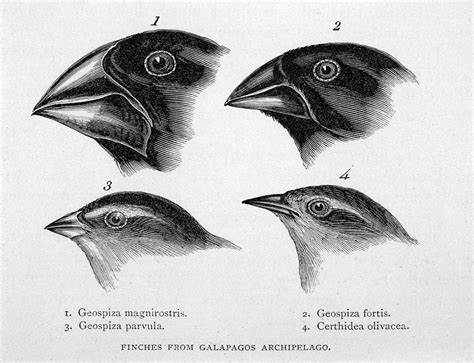 Finches From The Galapagos Islands Drawing by Mary Evans Picture ...