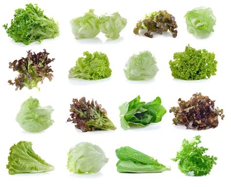 spicy lettuce varieties