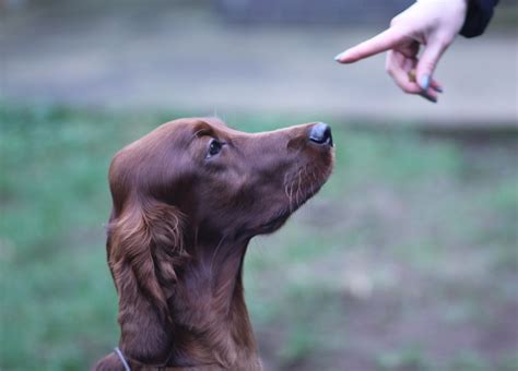 Training Tips: Effective Discipline Techniques for Irish Setters ...