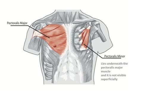 Chest Muscles Anatomy • Bodybuilding Wizard