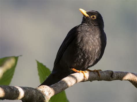 Black Thrush - eBird