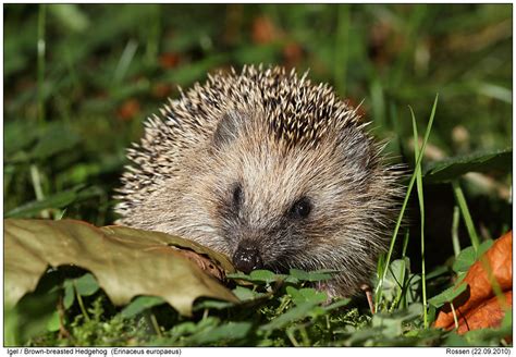 Brown-breasted Hedgehog-Photos - Digital-Nature-Photography - Photo ...