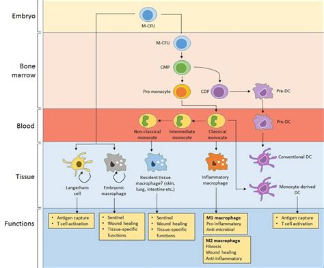 The Main Function Of The Mononuclear Phagocyte System Is To Provide ...