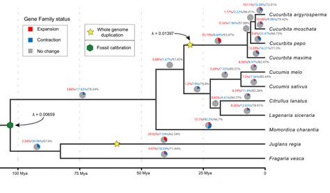 Dated Phylogeny of the Cucurbitaceae Family with Protein-Coding Gene ...