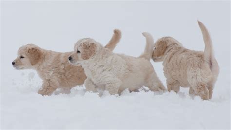 Cute puppies playing in snow with mom | Winter | Golden Retriever - YouTube