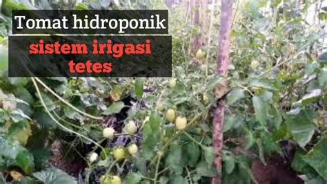 cara tanam tomat hidroponik sistem irigasi tetes ... - YouTube