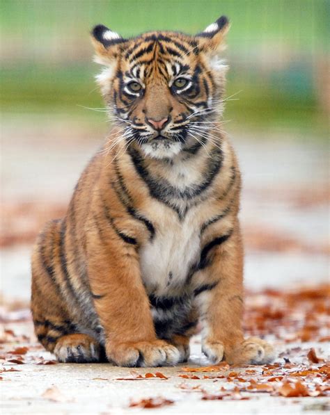 sumatran tiger cubs Archives - WildCats Conservation Alliance