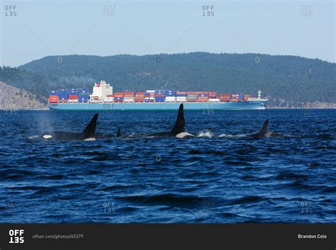 A pod of Orca whales (Orcinus orca) stock photo - OFFSET