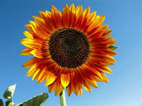 My California Garden in Zone 23: Sunny Sunflower