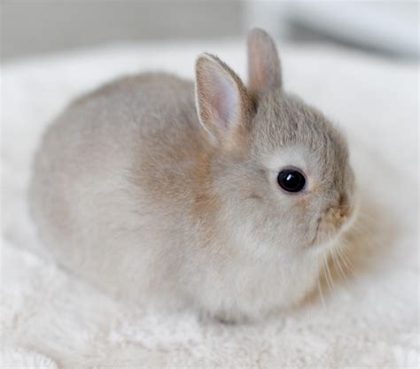 Cute Baby Bunny | [+] CUTE BABY