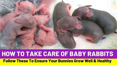 How To Take Care Of Baby Rabbits - Askexcitement5