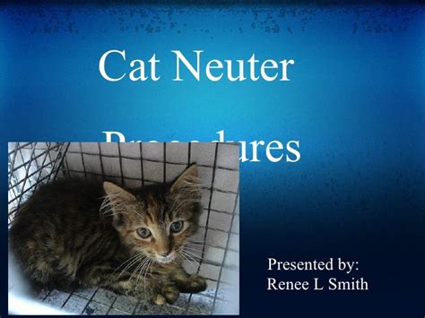 Cat Neuter Procedures