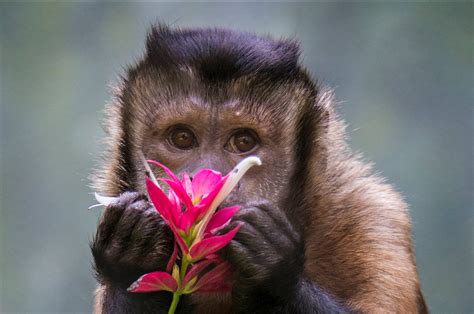 Brown Capuchin - Buffalo Zoo