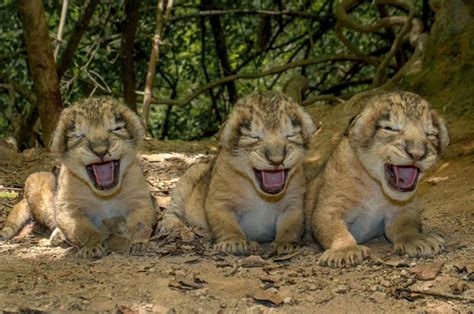 Newborn asiatic lion cubs at the Gir National Park in India : aww