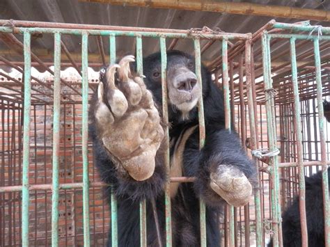 Moon bear Samaritan on Cau Trang bear bile farm | Animals Asia | Flickr