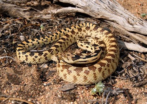 Great Basin Gopher Snake - NDOW