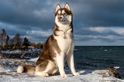 Husky: aspetto carattere e allevamento del cane delle nevi