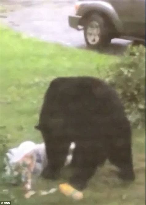 Bear that killed New Jersey hiker Darsh Patel caught on video before ...