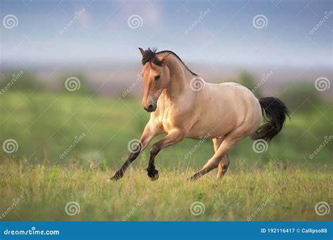 Buckskin Horse Portrait Royalty-Free Stock Photo | CartoonDealer.com ...