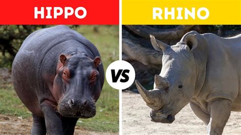 Hippo Vs Rhino Fight Comparison || Who Would Win? || White Rhino Vs ...