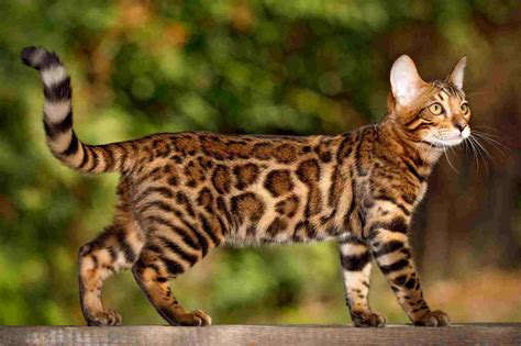 Top 10 Cat Breeds in the World