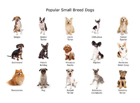 Small-sized dog breeds: Your guide to 7 best-loved small dogs