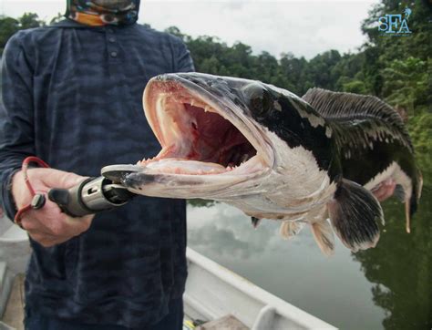 Toman (giant snakehead) Fishing Malaysia - Mark and Warren’s Rainforest ...