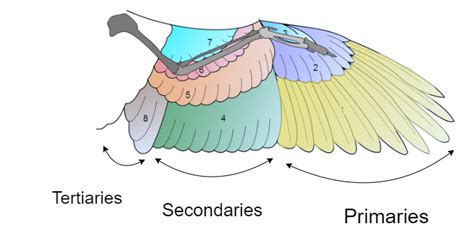 An unnecessarily drawn-out analysis of bird flight for animation ...