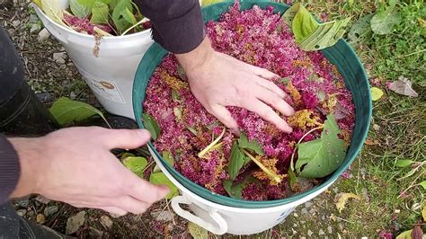 Harvesting Amaranth As A Grain - YouTube