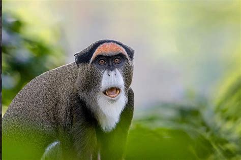 De Brazza's Monkey — Destination Uganda Travelers