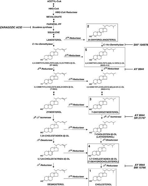 Scheme of the cholesterol biosynthesis pathway showing the enzymes ...