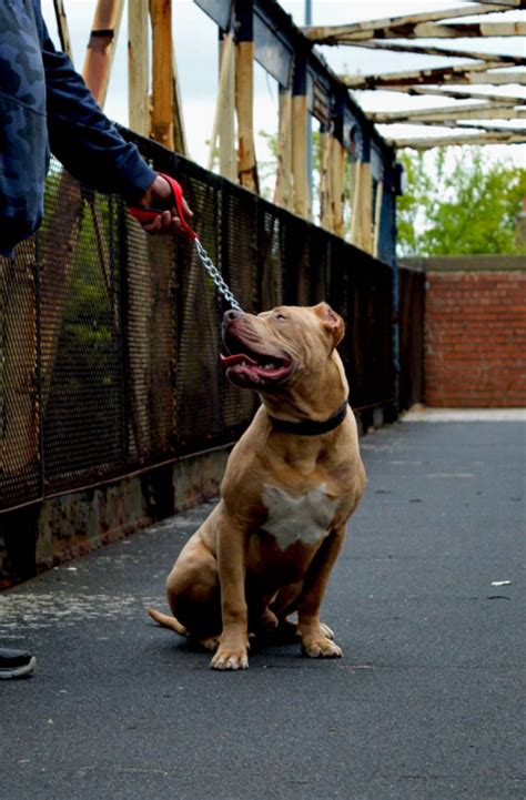 Hull dog trainer to hold training event for XL bully owners which could ...