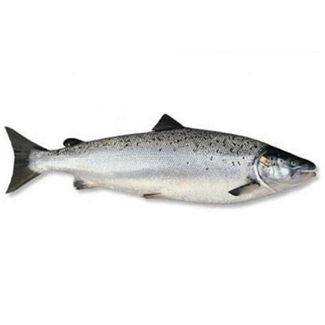 Atlantic Salmon - Global Pacific Victory