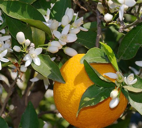 Orange Blossom Oil | Orange blossom honey, Orange blossom, Orange flowers