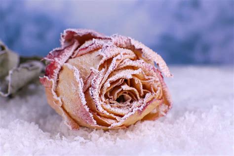 Winterizing Rose Bushes: How to Prep Your Roses for the Cold - A-Z Animals