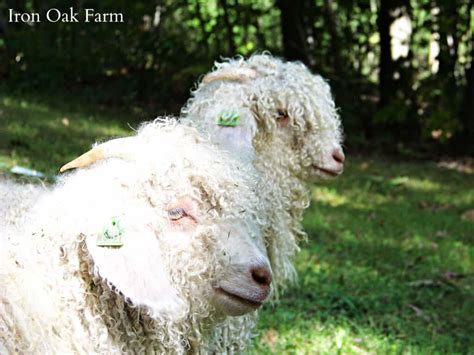 Raising Angora Goats