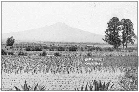 Antique Travel Photographs Of Mexico Agave Field High-Res Vector ...