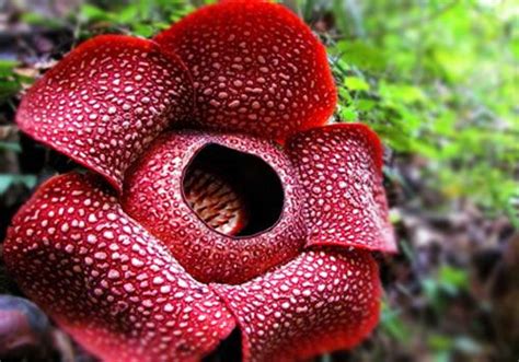 gambar bunga rafflesia arnoldi | Amazing flowers, Bengkulu, Weird plants