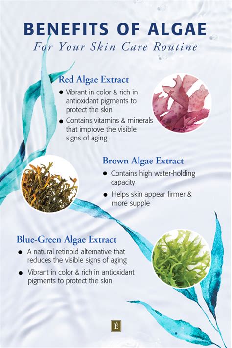 How Algae Have an effect on Wrinkles and High quality Traces On Your ...