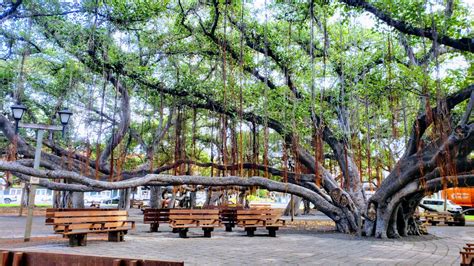 Awesome Pictures of Lahaina Banyan Tree Maui Hawaii 2021 | Mindfulness ...