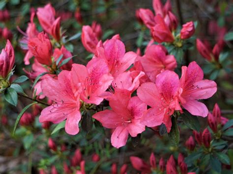 Sporting Of Azalea Blooms - Learn About Different Colored Azalea Blooms